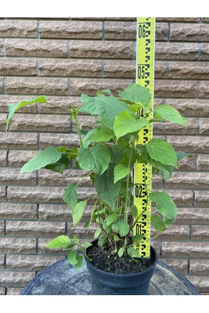 Гортензія Грандіфлора - 3л/вис.30-40см/Ø20-30см